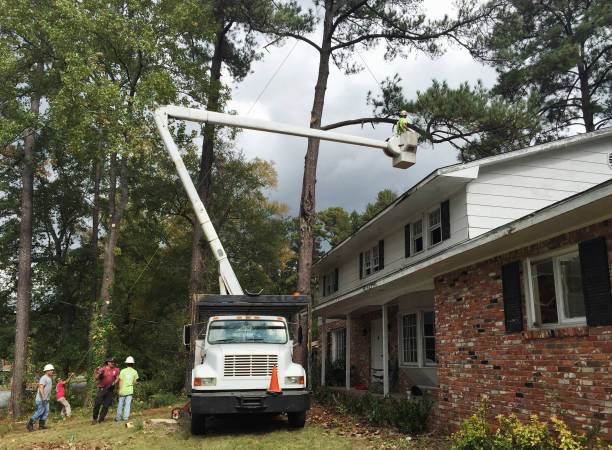 Reliable Mullens, WV Tree Services Solutions